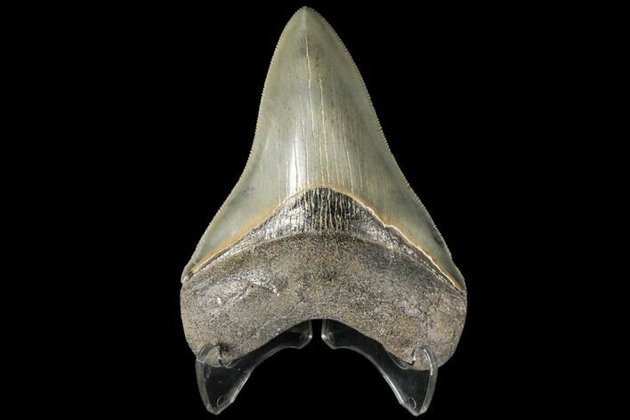 Serrated, Fossil Megalodon Tooth - Collector Quality #134290